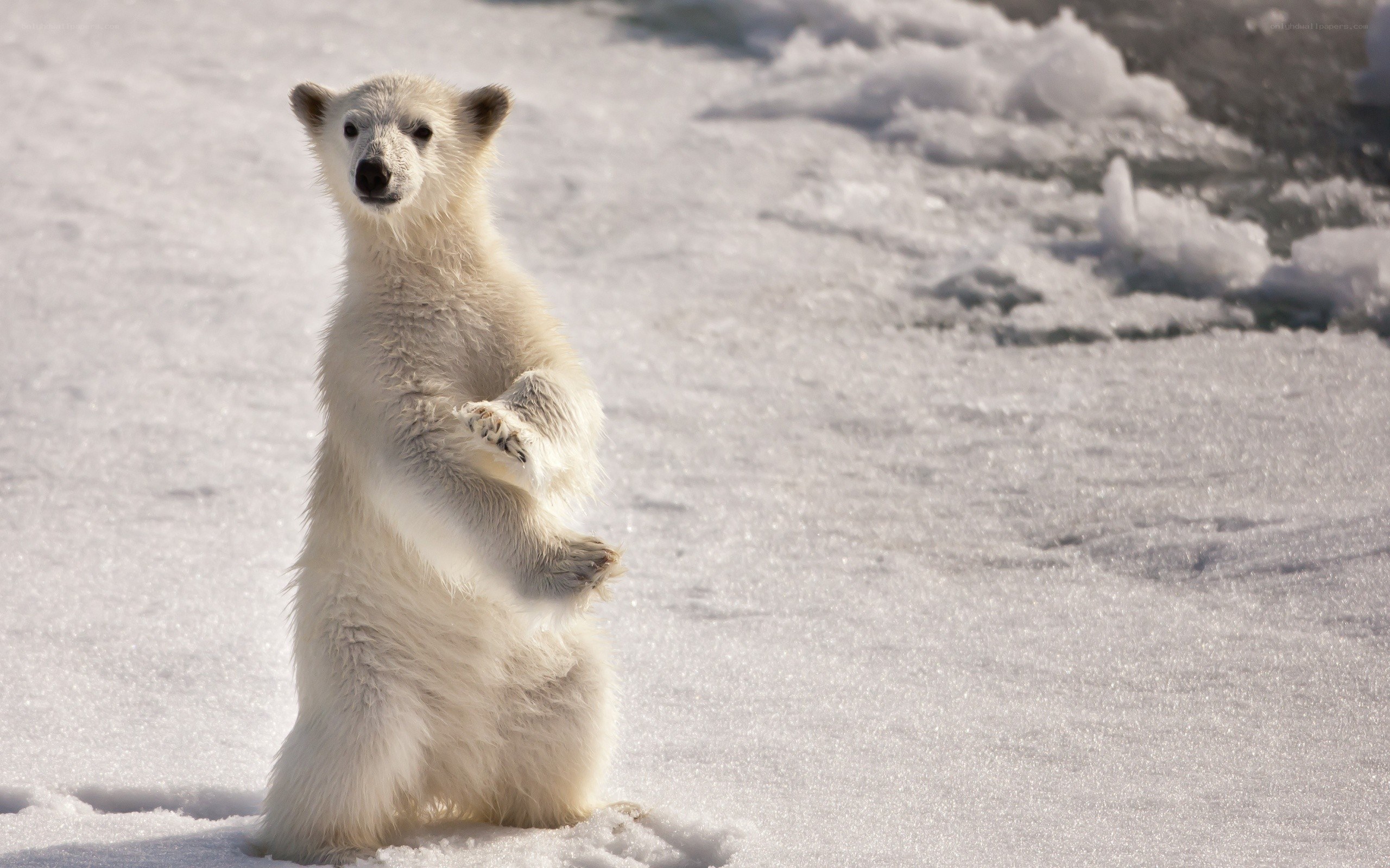 Polar bear cub standing