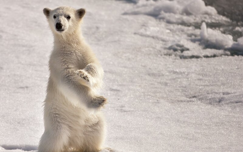 Polar bear cub standing