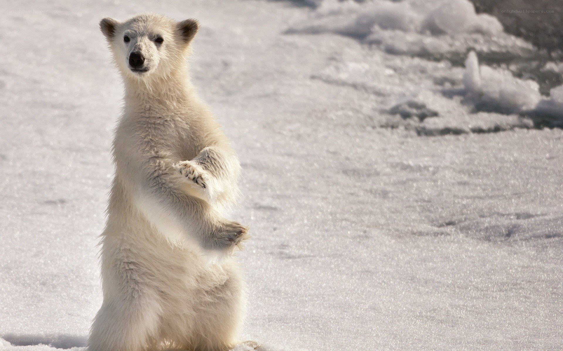 Polar bear cub standing