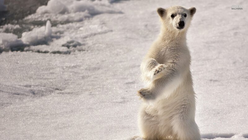 Polar bear cub standing