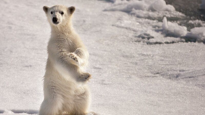 Polar Bear Cub Standing — White, Calm