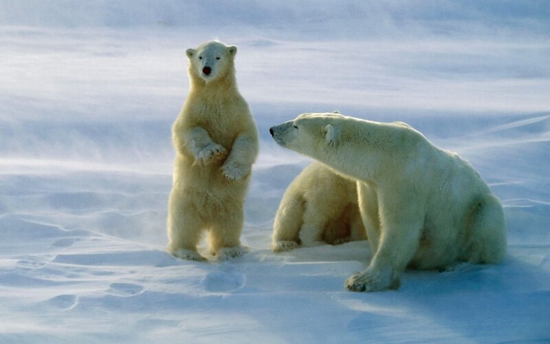 Polar Bear Cub Standing — White, Calm, Winter, Photograph, Snow