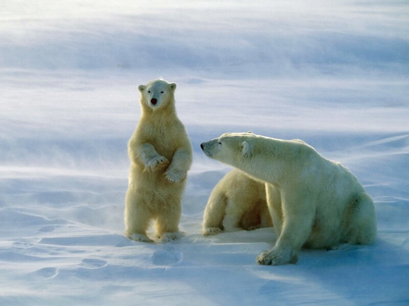 Polar Bear Cub Standing — White, Calm, Winter, Photograph