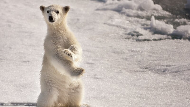 Polar Bear Cub Standing — White, Calm, Winter