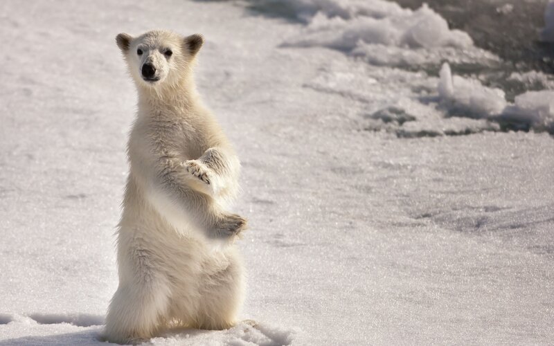 Polar Bear Cub Standing — White, Curious