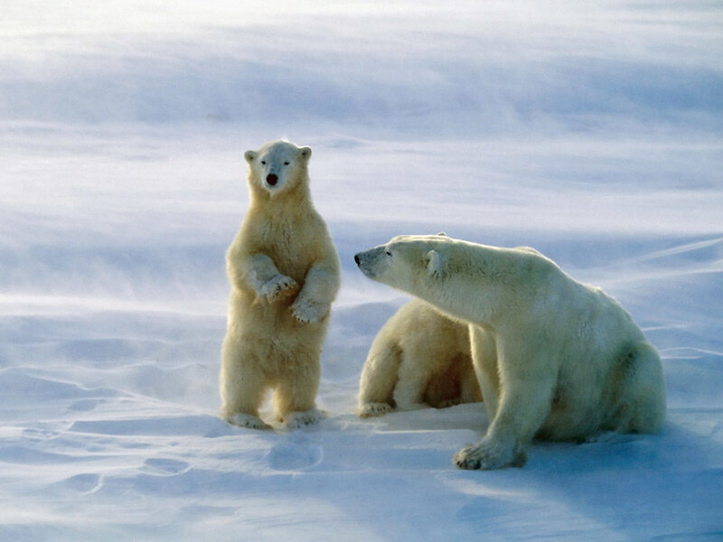 Polar Bear Cub Standing — White