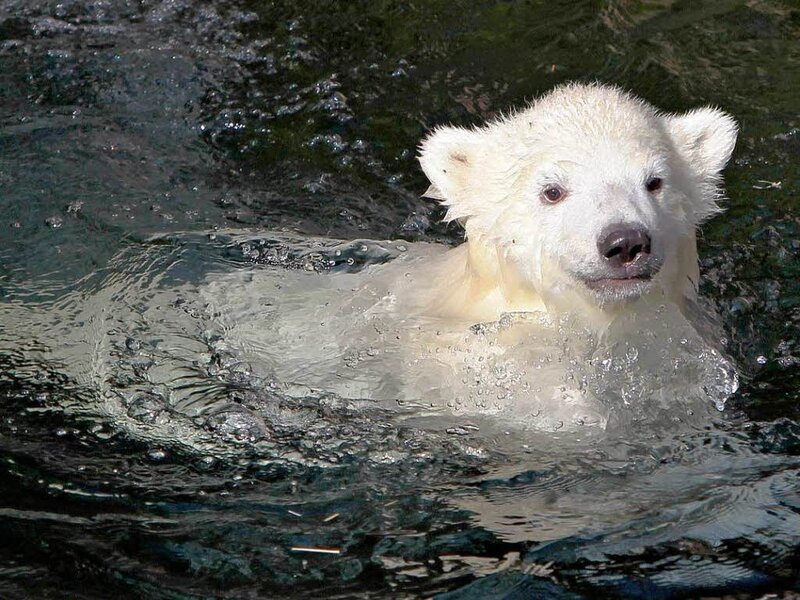 Polar Bear Cub Swimming