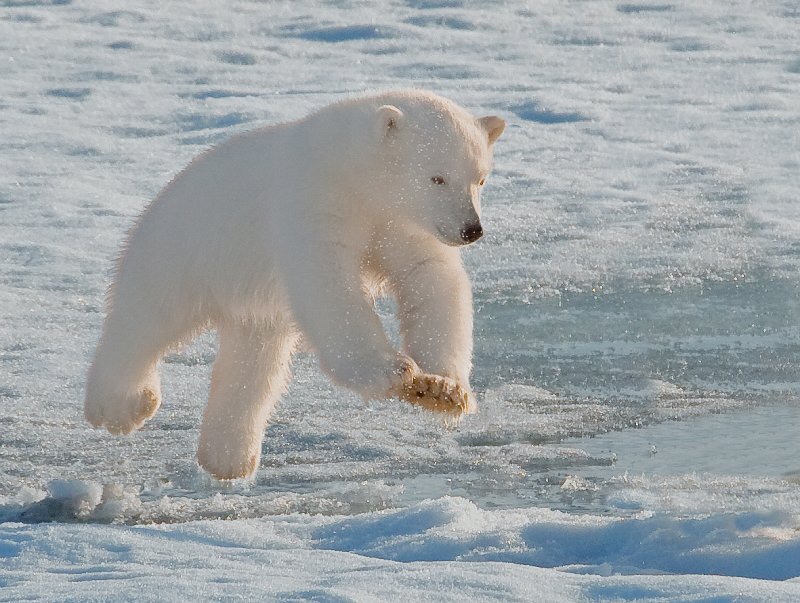 Polar Bear Cub — White, Active