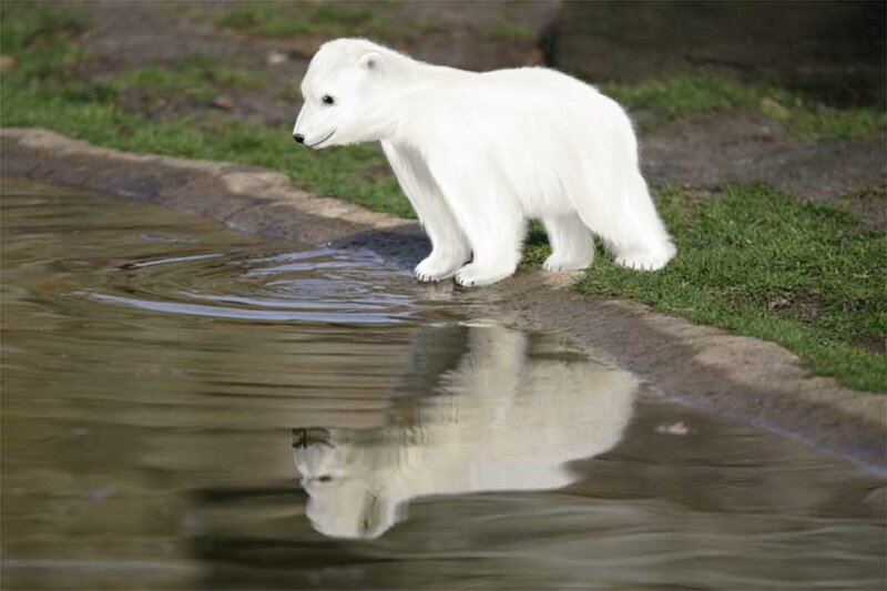 Polar Bear Cub — White, Calm, Afternoon