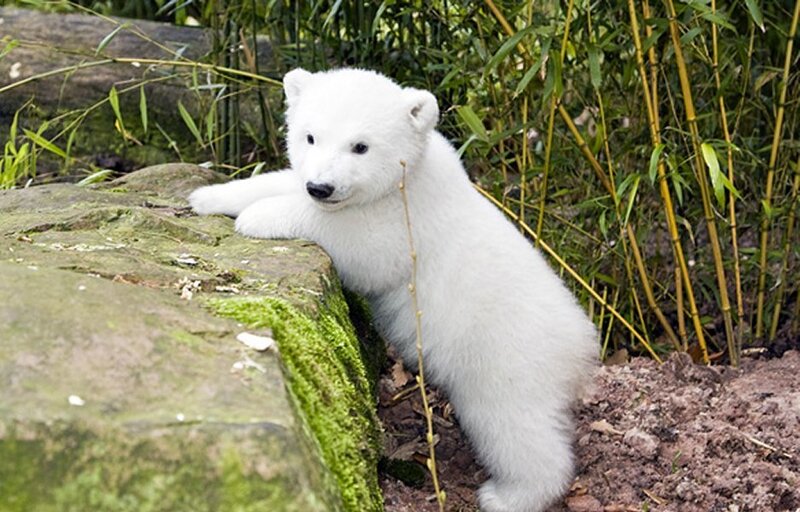 Polar Bear Cub — White, Calm, Photograph, Bamboo
