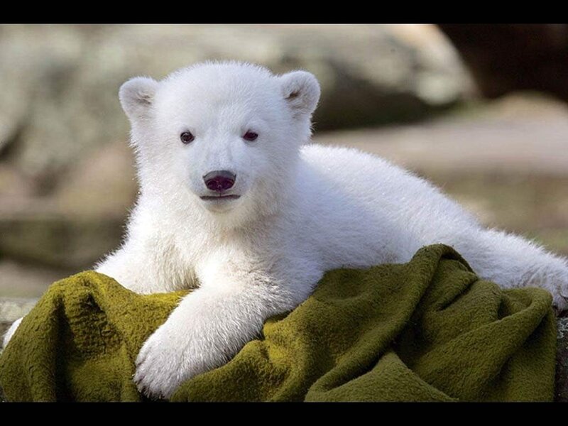 Polar Bear Cub — White, Calm, Photograph, Blanket, Rocks