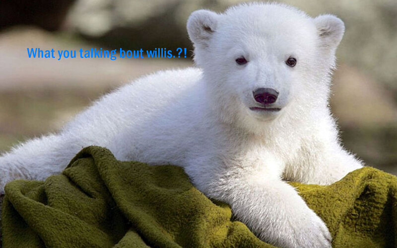 Polar Bear Cub — White, Calm, Photograph, Blanket
