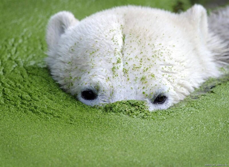 Polar Bear Cub — White, Calm, Photograph, Green Algae