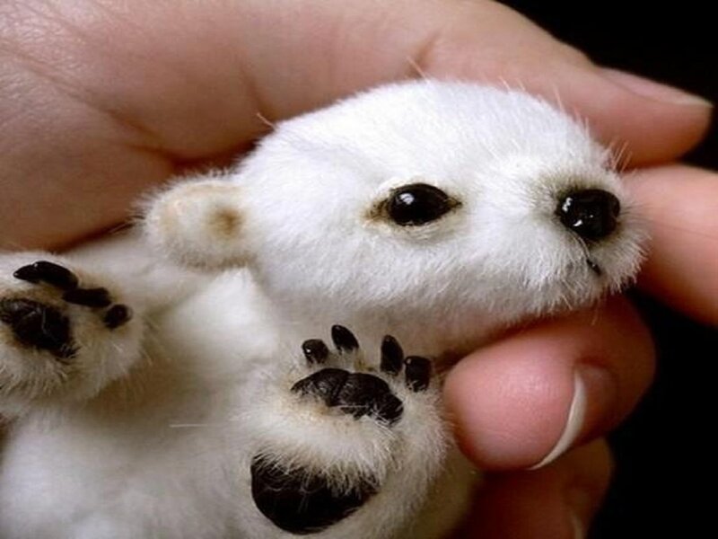Polar Bear Cub — White, Calm, Photograph, Hand