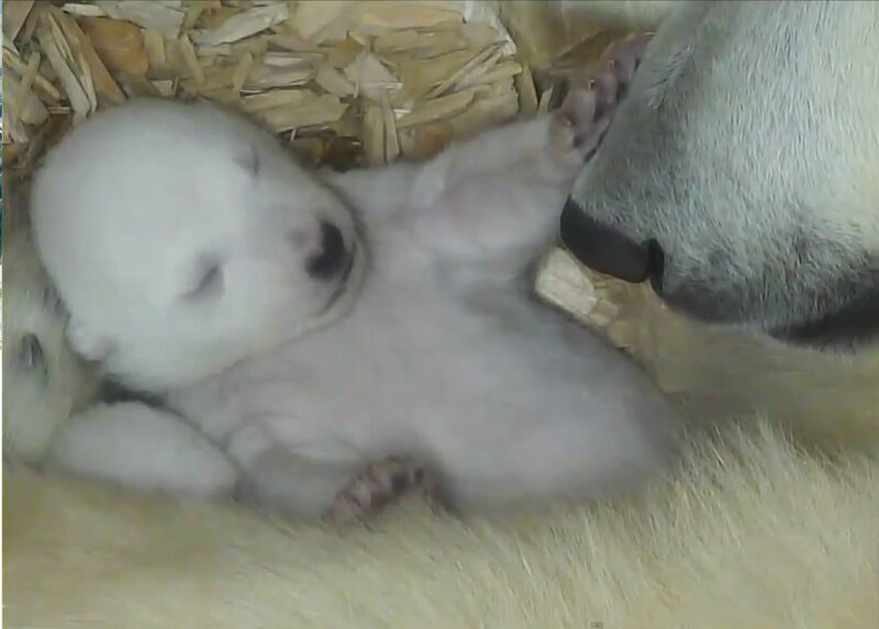 Polar Bear Cub — White, Calm, Photograph, Mother Bear