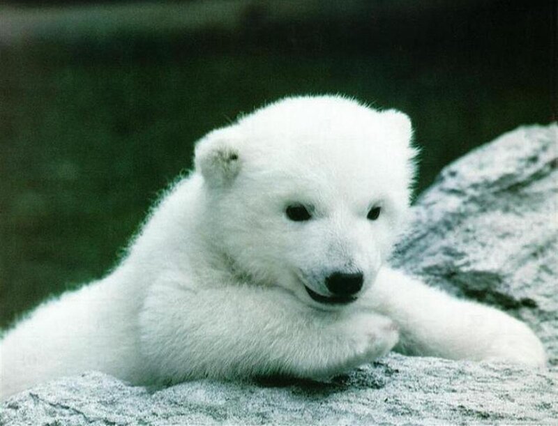 Polar Bear Cub — White, Calm, Photograph, Rock