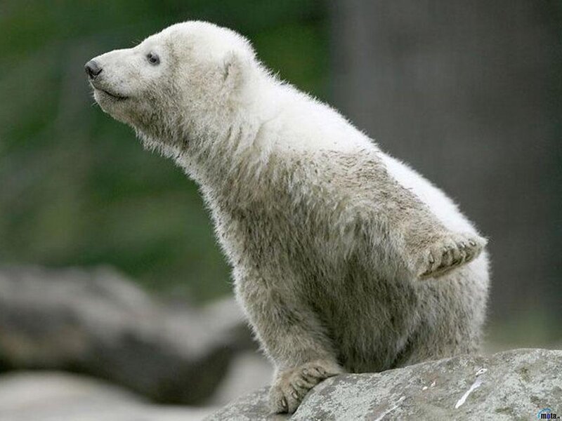 Polar Bear Cub — White, Calm, Photograph