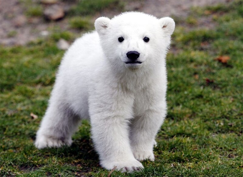 Polar Bear Cub — White, Calm, Spring