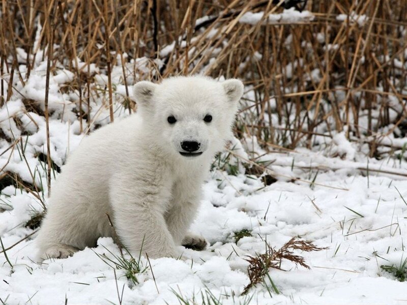 Polar Bear Cub — White, Calm, Winter, Photograph, Snow, Dry Grass, Plants