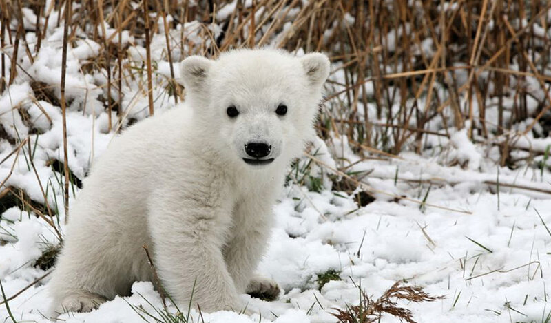 Polar Bear Cub — White, Calm, Winter, Photograph, Snow, Grass, Brown, Green