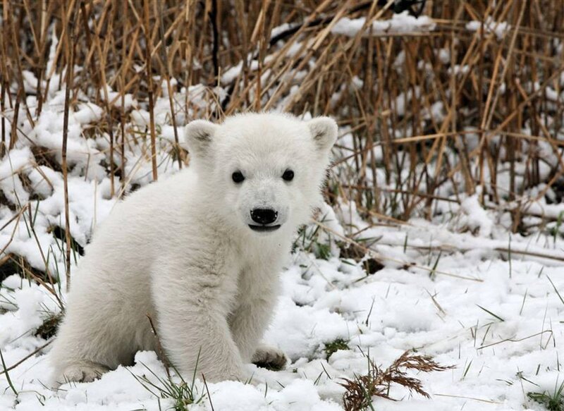 Polar Bear Cub — White, Calm, Winter, Photograph, Snow, Grass, Ground, Brown