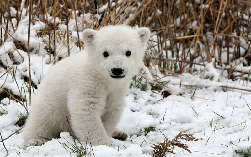 Polar Bear Cub — White, Calm, Winter, Photograph, Snow, Grass
