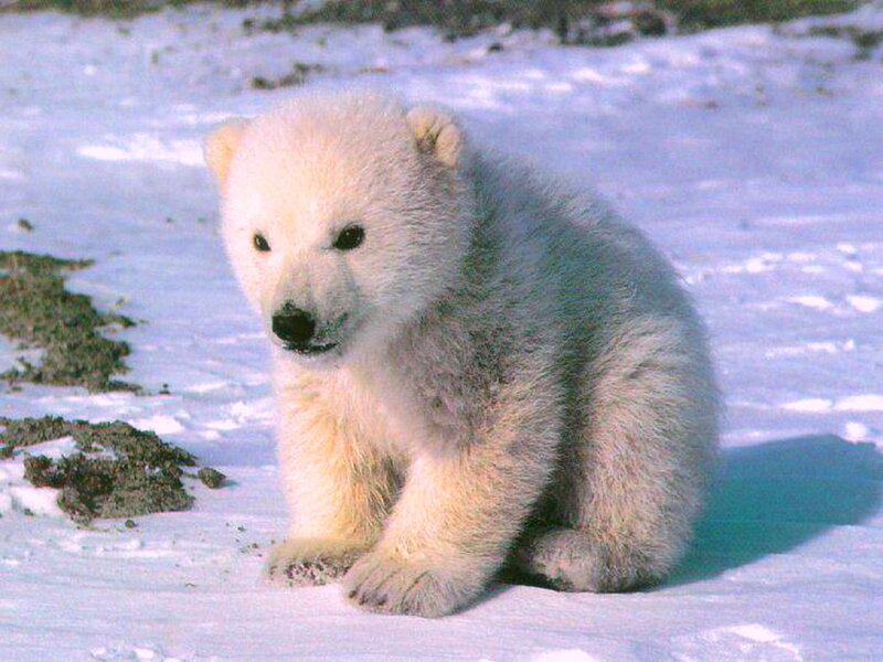 Polar Bear Cub — White, Calm, Winter, Photograph, Snow, Ground