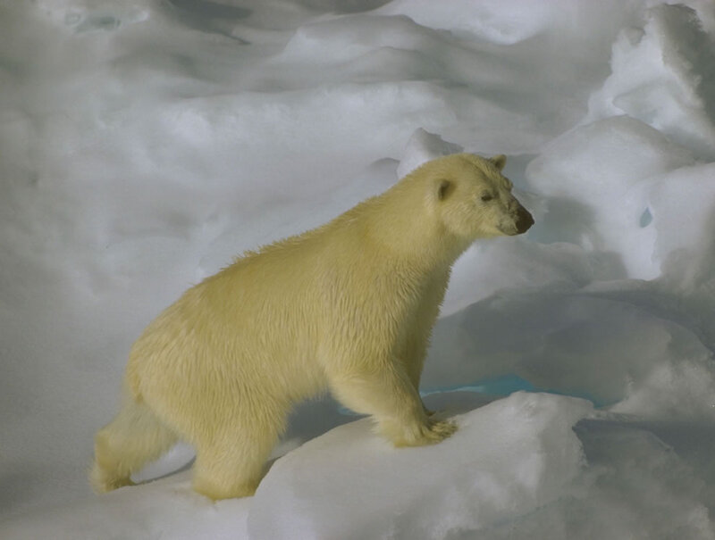 Polar Bear Cub — White, Calm, Winter, Photograph, Snow, Ice