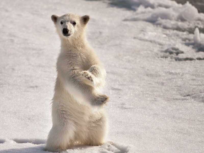 Polar Bear Cub — White, Calm, Winter, Photograph, Snow