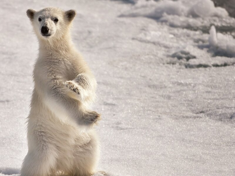 Polar Bear Cub — White, Calm, Winter, Photograph