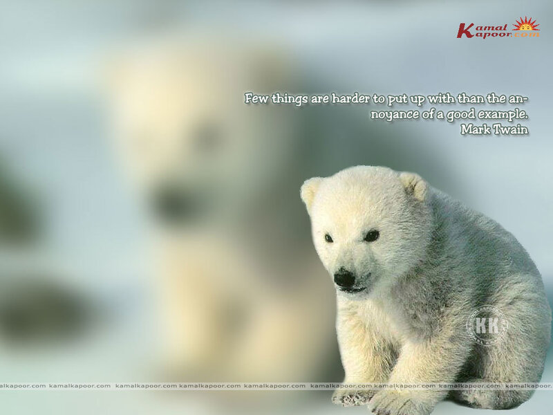 Polar Bear Cub — White, Calm, Winter