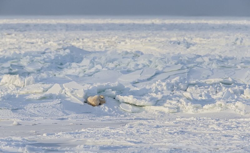 Polar Bear Cub — White, Cold, Winter