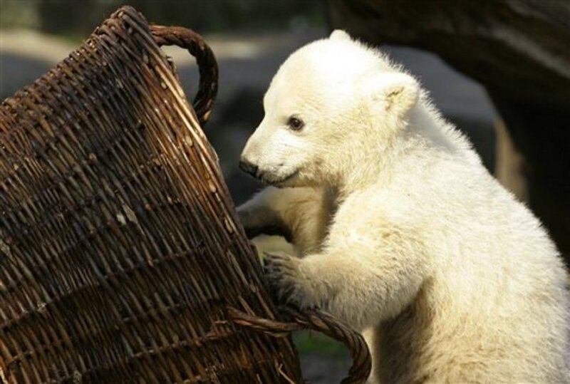 Polar Bear Cub — White, Curious, Afternoon