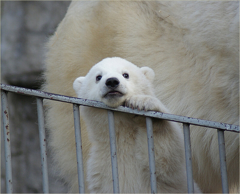 Polar Bear Cub — White, Curious, Photograph, Adult Polar Bear