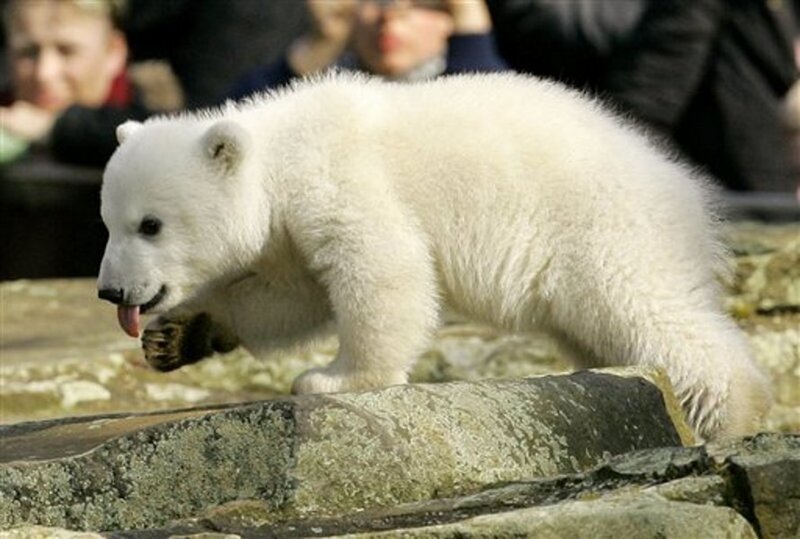 Polar Bear Cub — White, Curious, Photograph