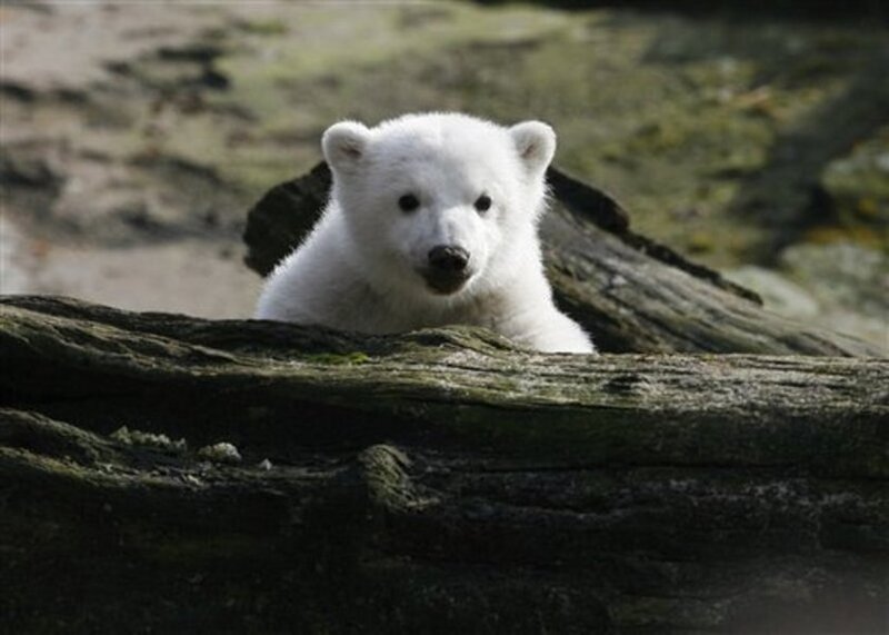 Polar Bear Cub — White, Curious