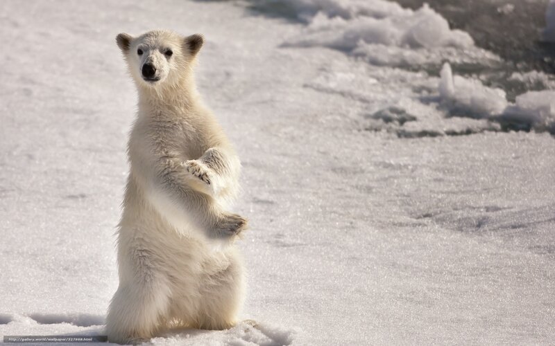 Polar Bear Cub — White, Curious, Winter, Photograph