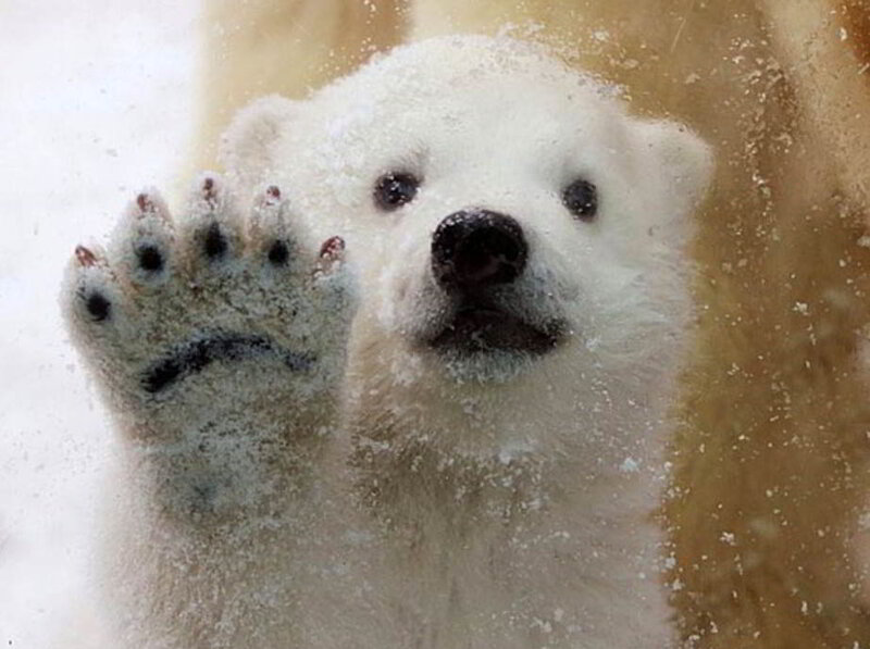 Polar Bear Cub — White, Curious, Winter