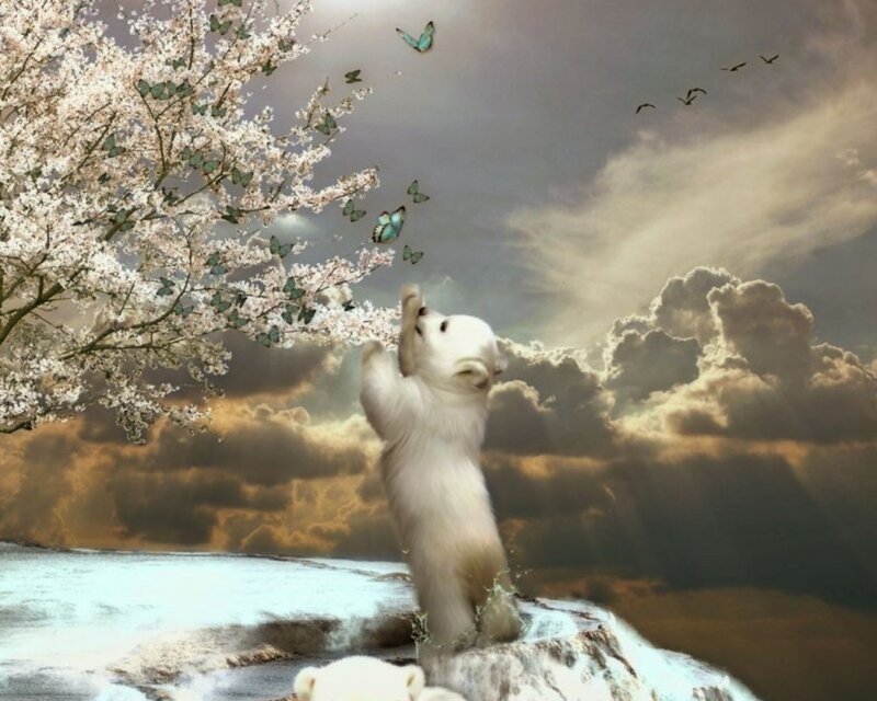 Polar Bear Cub — White, Dreamy