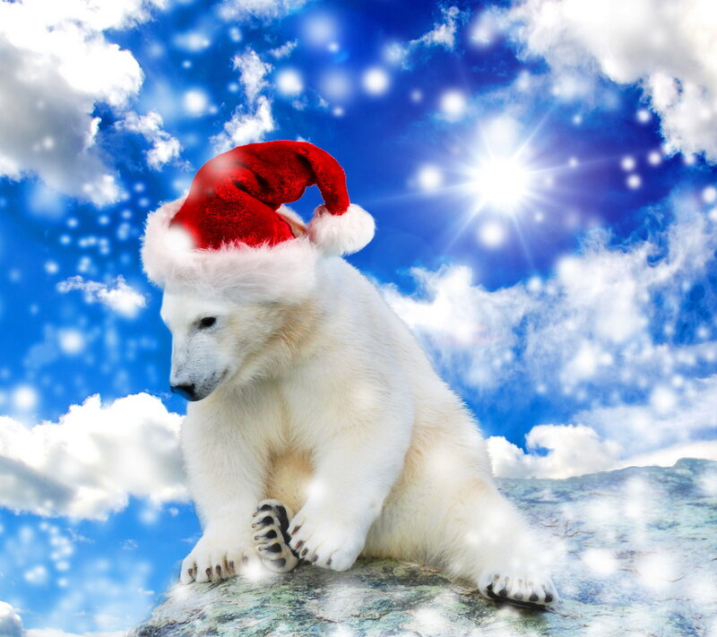 Polar Bear Cub — White, Festive, Winter