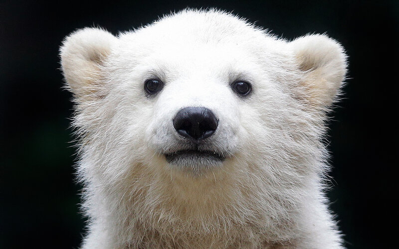 Polar Bear Cub — White, Neutral, Photograph, Black Background