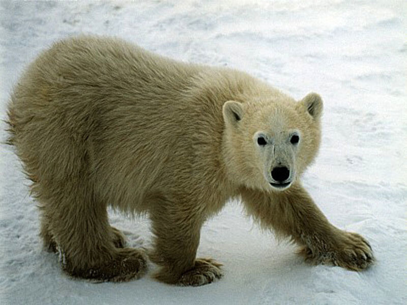 Polar Bear Cub — White, Neutral