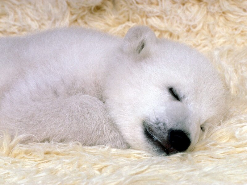 Polar Bear Cub — White, Peaceful