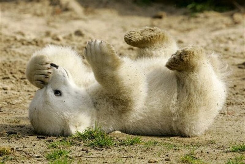 Polar Bear Cub — White, Playful, Afternoon, Photograph