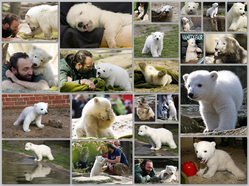 Polar Bear Cub — White, Playful, Afternoon
