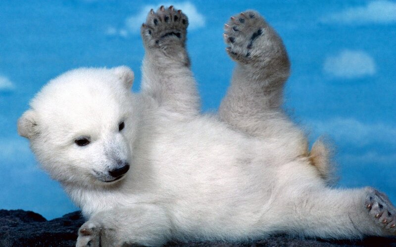 Polar Bear Cub — White, Playful, Photograph, Blue Sky