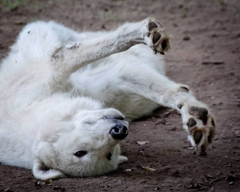 Polar Bear Cub — White, Playful, Photograph, Dirt Ground