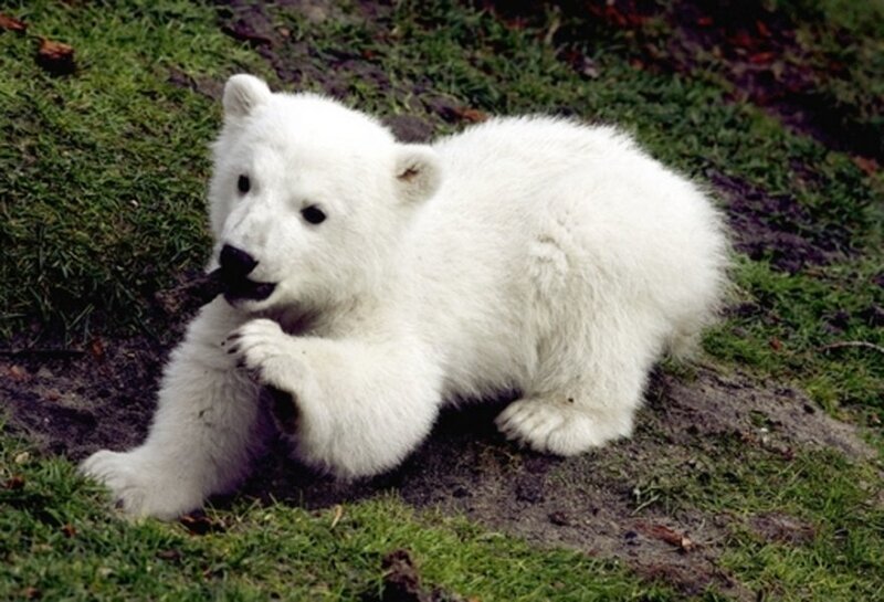 Polar Bear Cub — White, Playful, Photograph, Grass