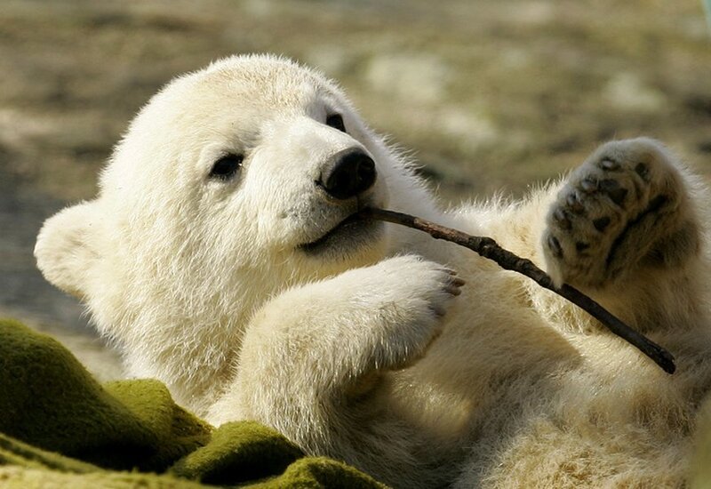 Polar Bear Cub — White, Playful, Photograph