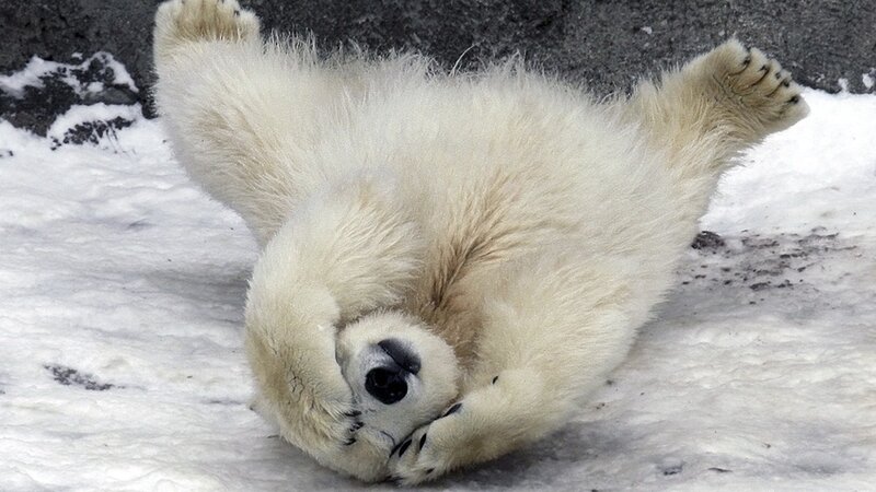 Polar Bear Cub — White, Playful, Winter, Photograph, Snow